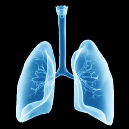 Lung visualization