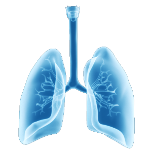 Lung visualization
