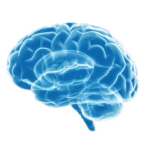 Visualization of fine structures in the brain